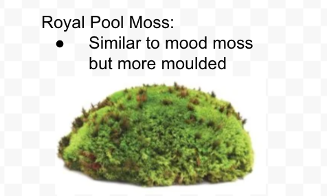 There are many types of moss including reindeer moss, spanish moss, forest moss, mountain moss, mood moss, pool moss, sheet moss, and more!